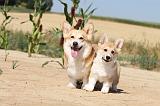 CORGI PEMBROKE 186